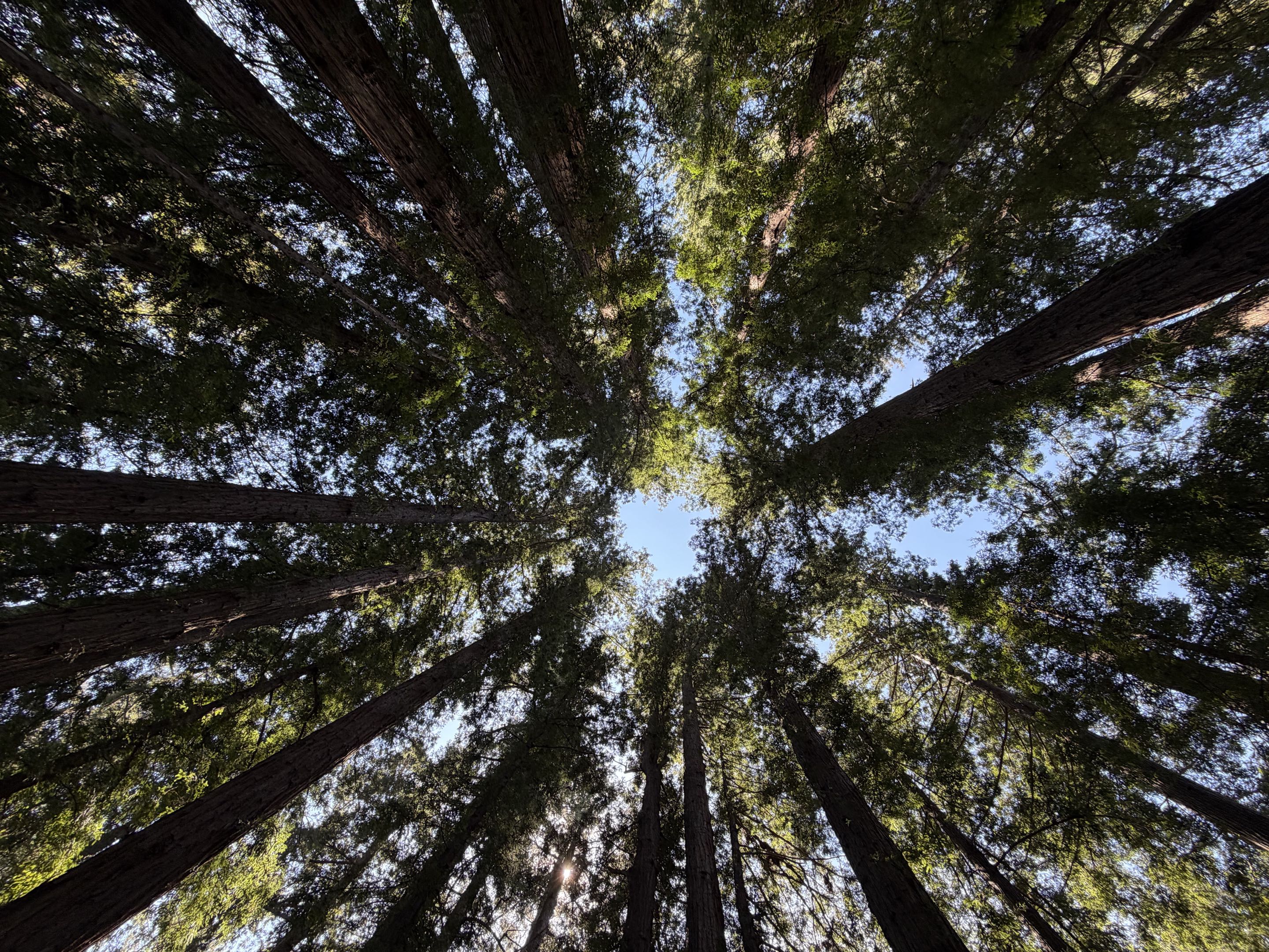 Cathedral Redwoods backdrop