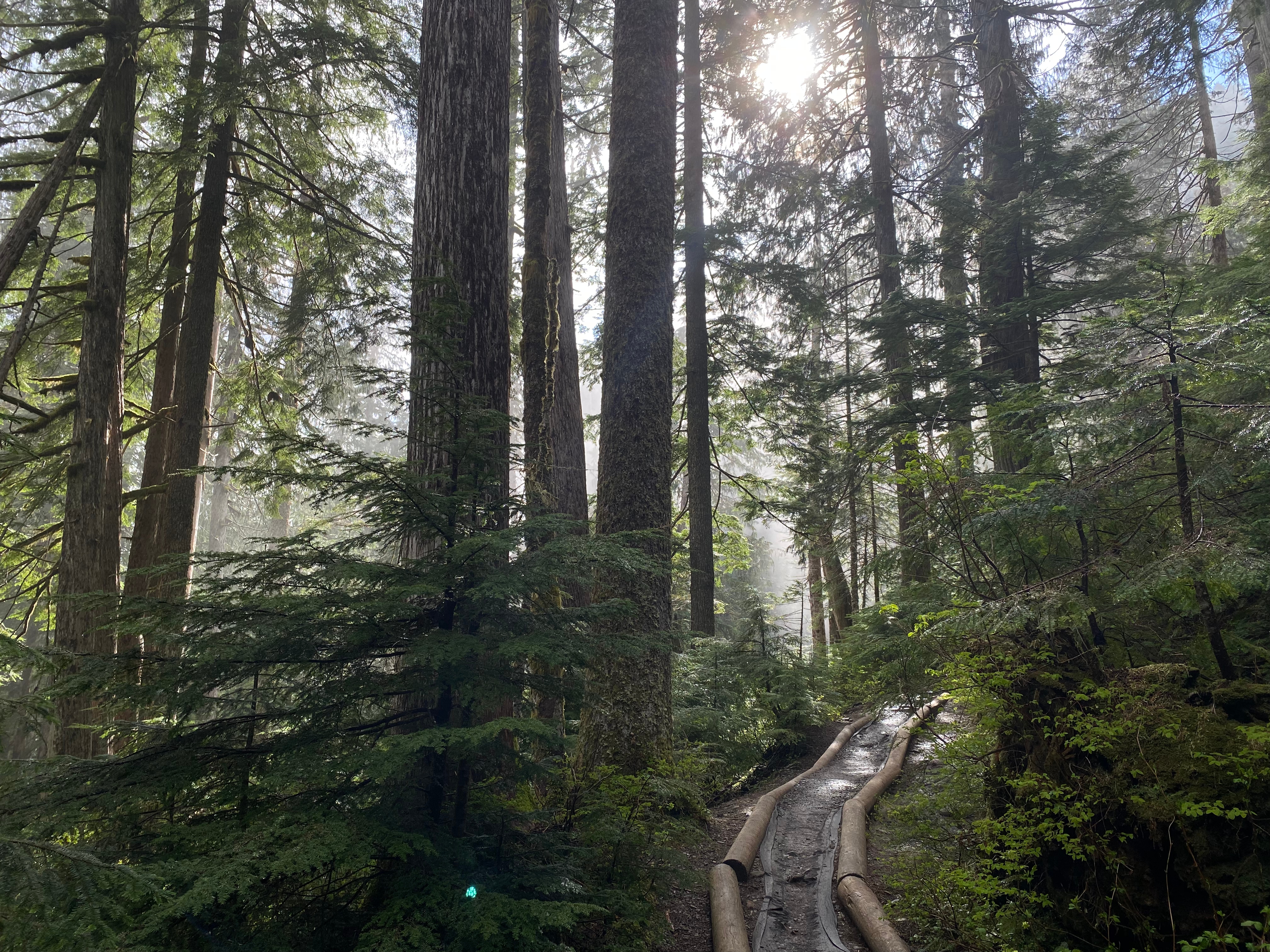 Mt. Baker - Snoqualmie Natl. Forest backdrop