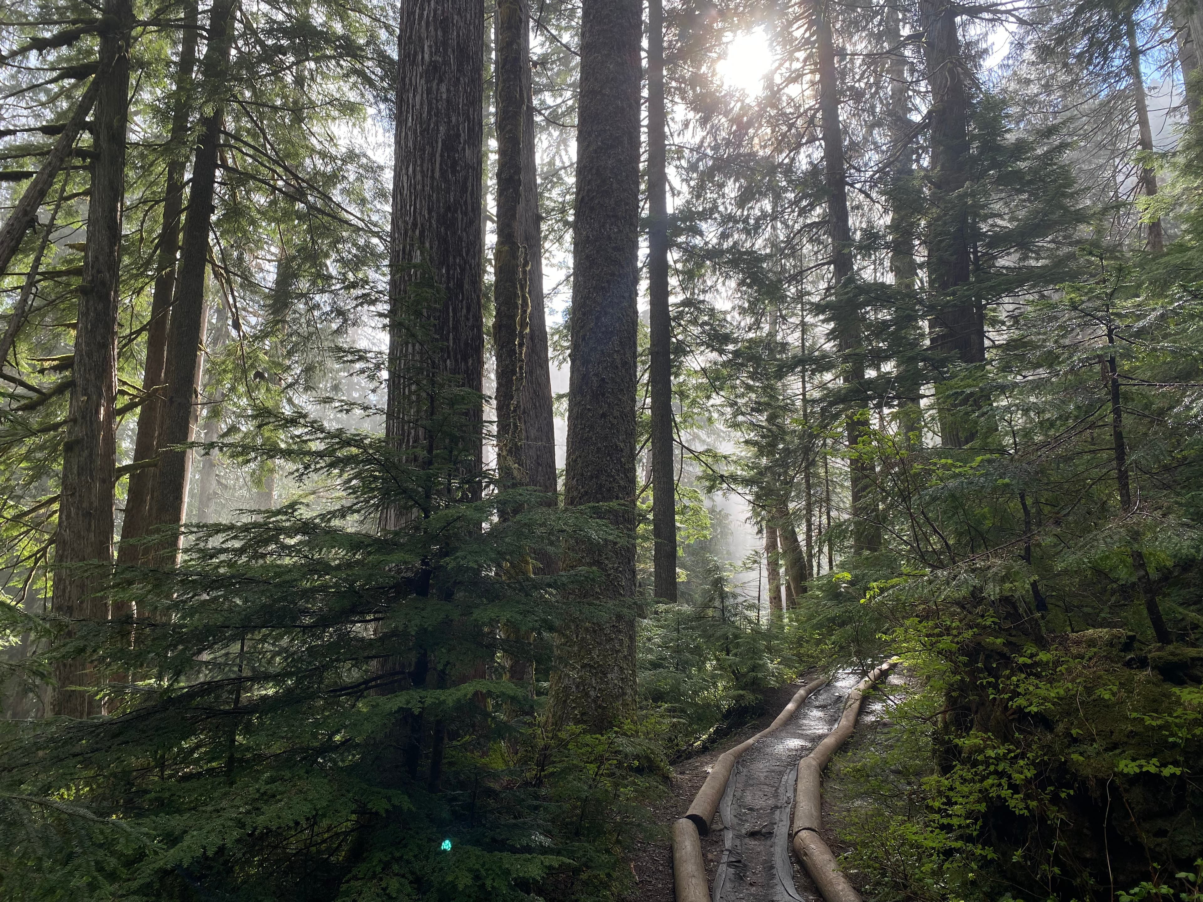 Mt. Baker - Snoqualmie Natl. Forest backdrop